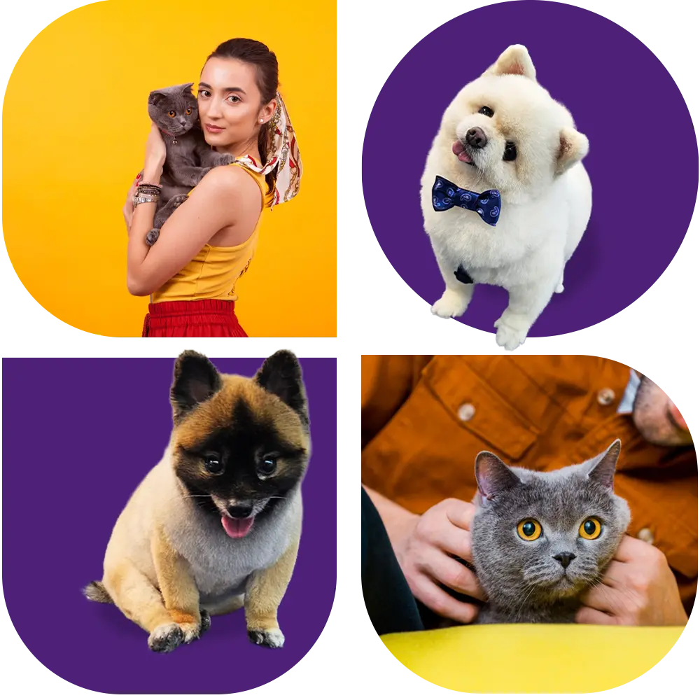 Mosaico com Pets da É O Bicho