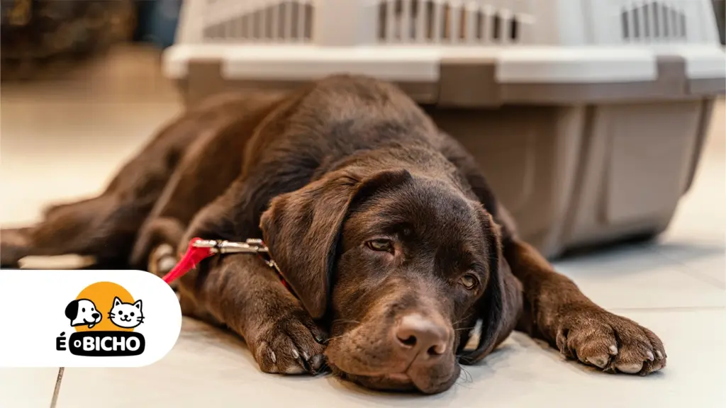 Como saber se seu pet está com dor?